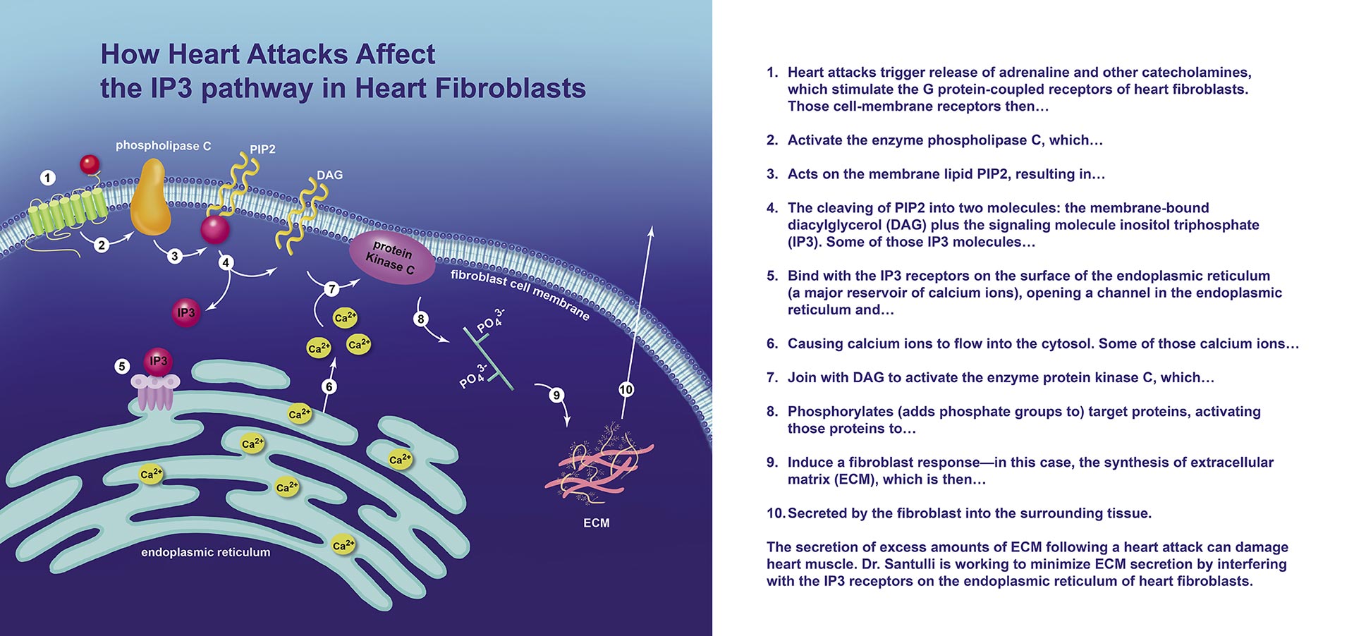 How Heart Attacks Affect the IP3 Pathway in Heart Fibroblasts