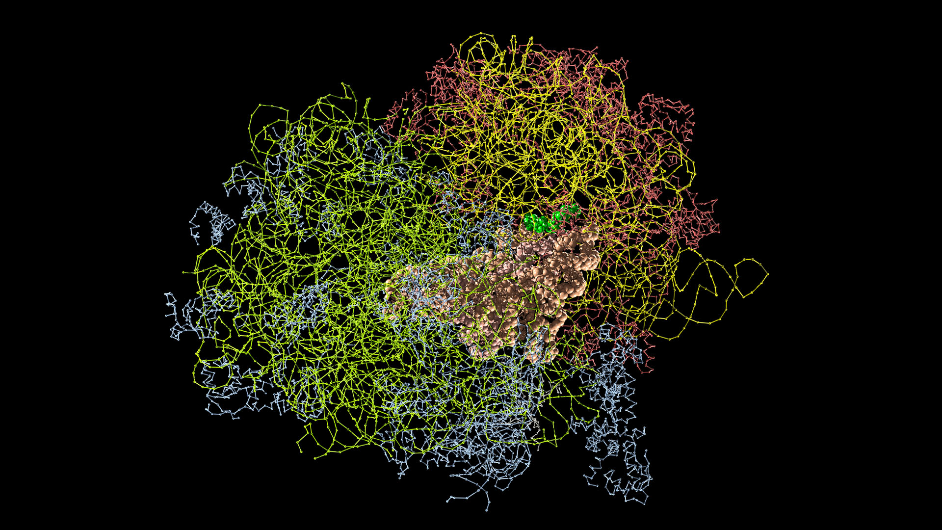 New Mouse Model for Defective-Ribosome Disease