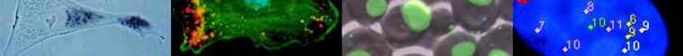 Images of mRNA in Cells